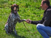 Областная выставка охотничьих собак прошла в парке «Аргамач» Елецкого района
